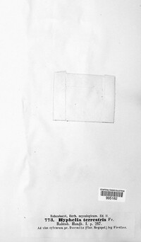 Chromelosporium terrestre image